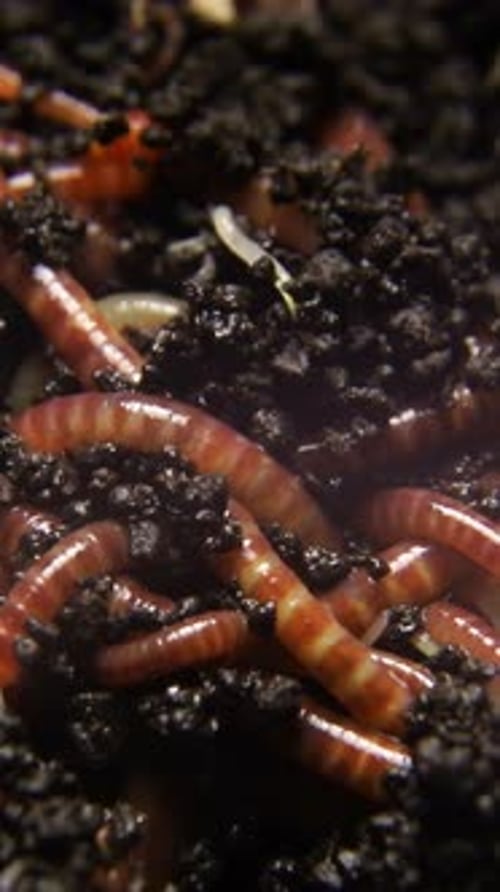 A Detailed CloseUp of Earthworms Thriving in Rich Soil Showcasing Their Significant Role in Nature