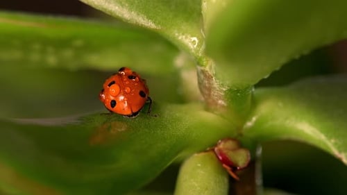 Une petite coccinelle rouge rampe sur des feuilles vertes éclatantes entourée de gouttes de rosée rafraîchissantes dans un jardin