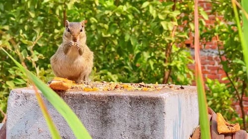 Erwachsenes neugieriges Streifenhörnchen, das Essen isst