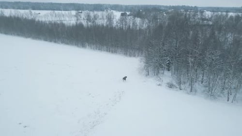 Wilde Elche rennen in den Winterwald in Nordschweden, Luftaufnahme