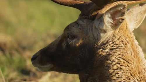 Magnificent Deer Portrait in Rural Setting
