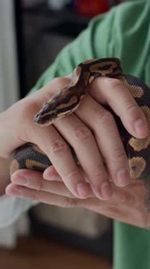 Mains d'un herpétologue tenant un serpent python pendant son rendez-vous