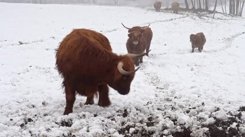 Highland Cattle Grazing in Snowy Field