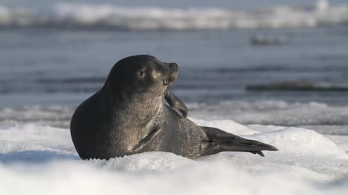 Alone Seal Resting on Shimmering Floating Ice Block in the Ocean