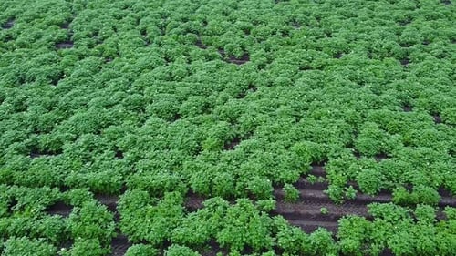 Close up potato field with crops blossoming in summer.