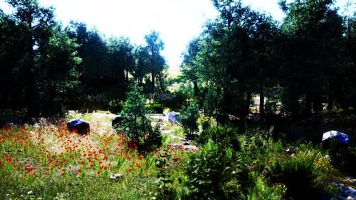 Dirt Road Through Forested Countryside at Sunset