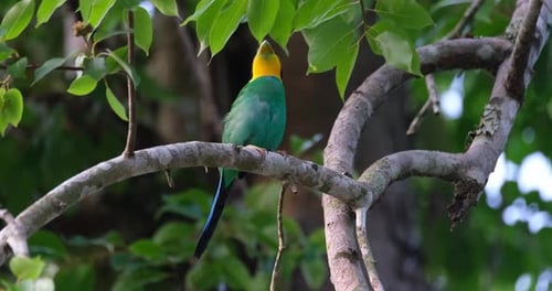 Long-tailed Broadbill Psarisomus dalhousiae Nesting Season.
