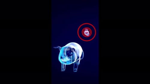 Futuristic Medical Scan Animation of Human and Pig Organs