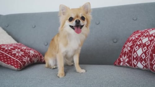 Happy Chihuahua Dog Sitting on Sofa