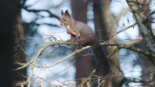 Wild squirrel climbing in tree sitting on the branch
