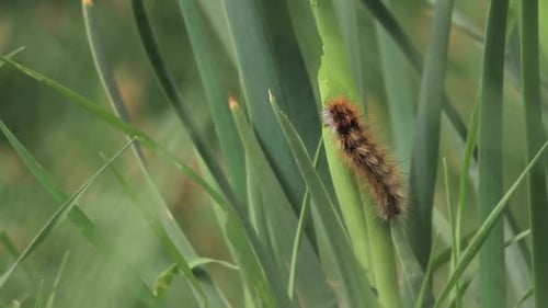 Fuzzy Caterpillar Eating Green Grass Blade