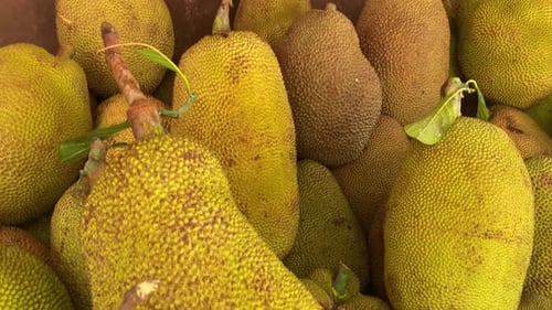 Several Jackfruits in one place. Yield of jackfruit. Farmers market sale. Yellow spiky fruit.