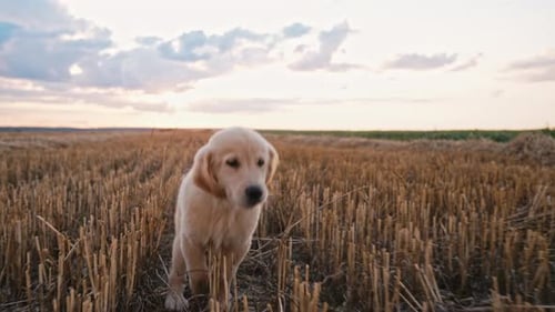 Playful Retriever Puppy Dog Runs Joyfully Through Field at Sunset Its Fur Glowing in Warm Golden