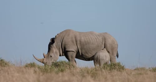 Breitmaulnashornkalb ernährt sich von der Nashornmutter in der trockenen afrikanischen Wildnis
