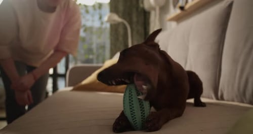 Unerkennbare Crop Woman spielt mit Hund