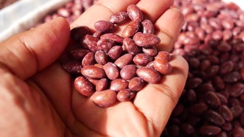 Hand Holding Freshly Harvested Beans During a Farm Visit