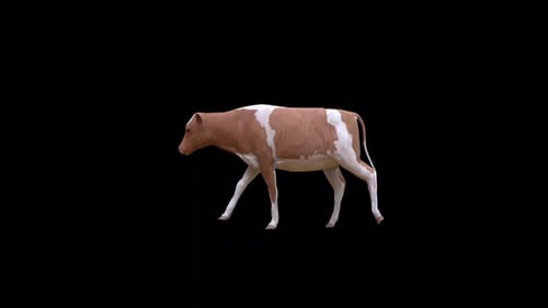 Young Cow Walk Loop