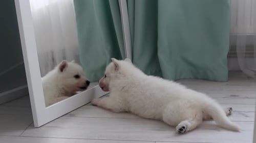 Fluffy Puppy Interacts with its Reflection in Mirror