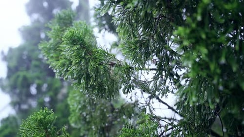 Hand gently touching wet Green Needles in Slow Motion with soft Fog and close Detail of moisture on