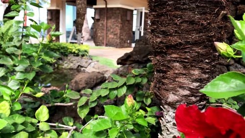 Red Hibiscus flower, a symbol of tropical flowers in Hawaii seen on garden of a luxurious holiday re