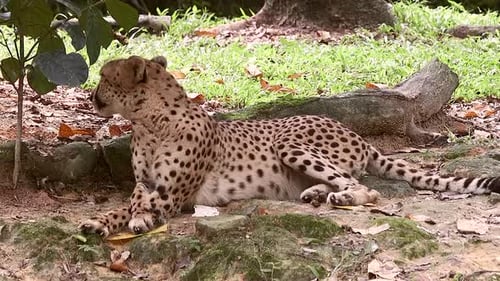 erwachsener Gepard entspannt sich im Schatten eines Baumes