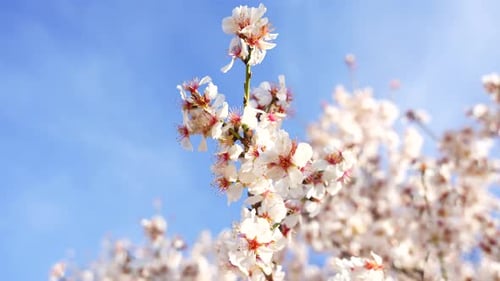 Close-up shot of bees flying around an almond branch with white flowers blooming