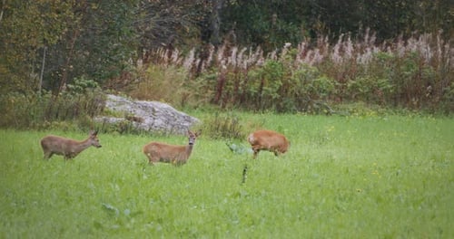 Three roe deers grazing in an autumn field, reacting to sound, Close up 4k zoom