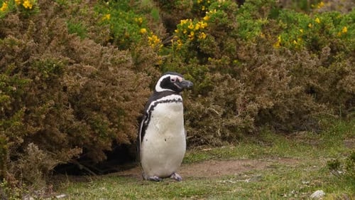 Close Up Magellanic Penguin on Grass In Falkland Islands Natural Habitat Wildlife