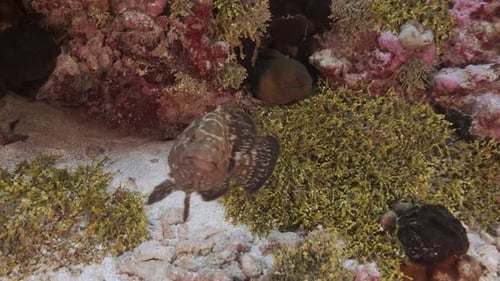 Marbled grouper and green moray eel with cleaner wrasse on a tropical coral reef, tuamotu archipelag