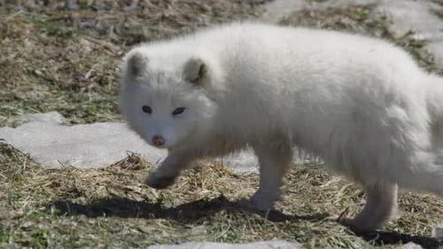 Canadian Wildlife - Arctic fox walking across grass and snow