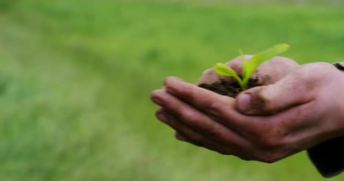 Hands Holding Small Green Sprout in Soil