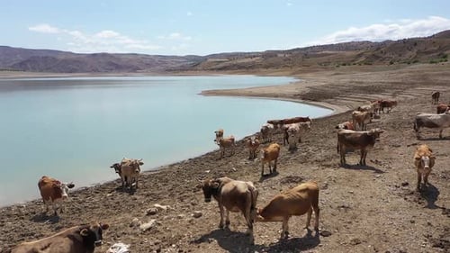 Vue aérienne de vaches au bord du lac