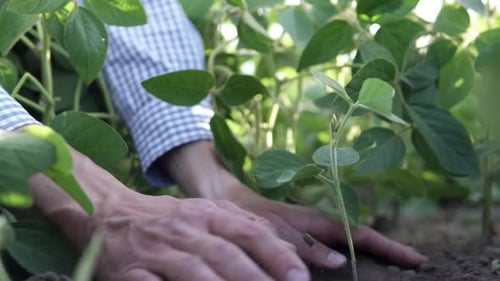 A farmer holds a seedling of a cultivated plant in his hands and plants it in the plowed soil.