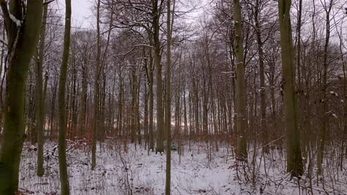 Beech forest covered in snow