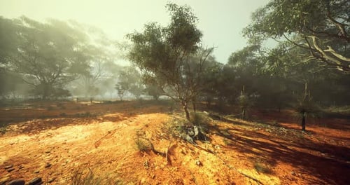 Misty Australian Outback Forest Panorama