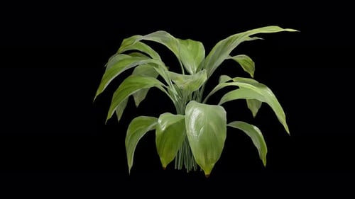 Spathiphyllum Plant Swaying In Summer Wind, Realistic Animation