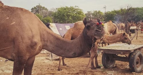 Camels at Pushkar Mela Camel Fair Festival in Field Eating Chewing Pushkar Rajasthan India