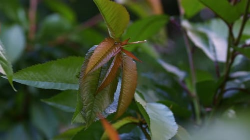 Close-up of a cherry tree branches with green and young red leaves waving in the wind