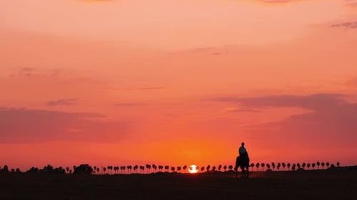 Silhouette Of Girl Riding Horse At Sunset with clear lighting sky in background. Low angle wide shot