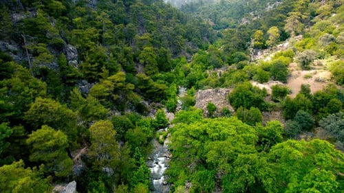 River Flowing In Forest