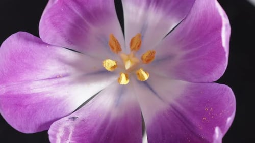Rotating tulip flower close up.