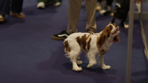 Cavalier King Charles Spaniel Puppy Socializing