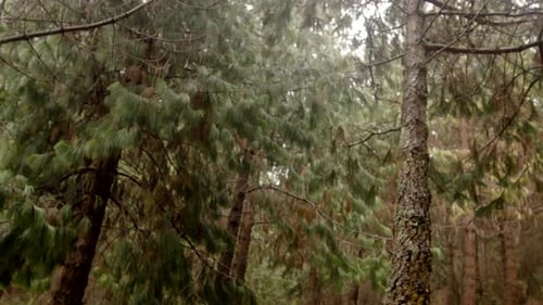 Cloud forest and vegetation, pine steady cam