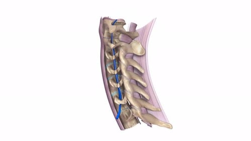 Anatomical view of cervical spine with vertebral artery