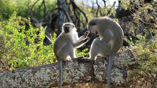 Vervet Monkeys Grooming In A Tree, South Africa
