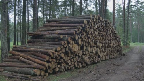Stumps of Cut Trees Stacked in the Forest. Crane Up