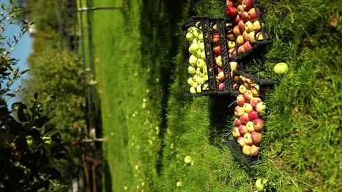 Crates Full of Harvested Apples in an Orchard