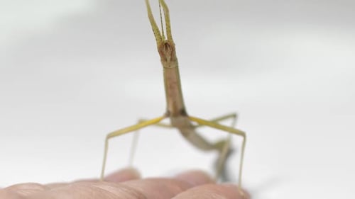 Insecte bâtonnet Medauroidea extradentata, famille des Phasmatidae. Se déguise en branche