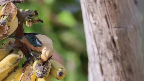 Pájaro tropical tangara bruñido que come plátano en la selva tropical