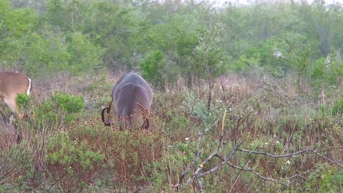 Monster buck in Texas lifts its head from feeding.